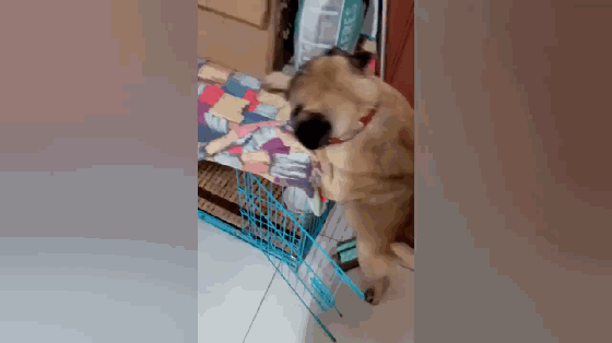 壁纸 动物 狗 狗狗 560_314 gif 动态图 动图