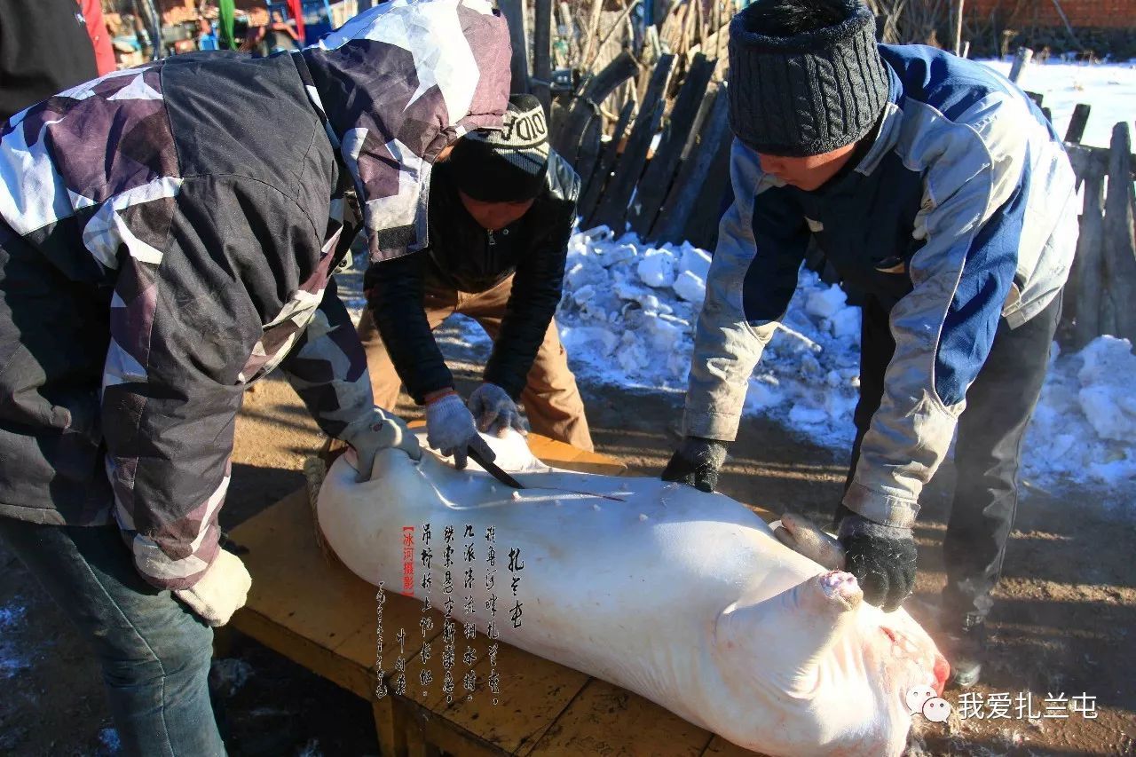 东北农村杀年猪,永远不变的乡俗!
