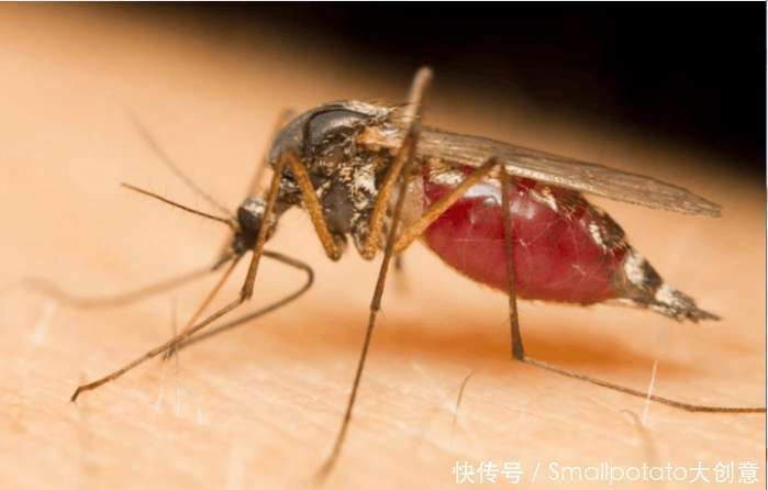 中国打造最大蚊子工厂,其技术世界领先,世界各国想引进技术