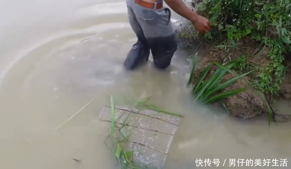 农村无业者去稻田河钓鱼,用网兜做陷阱,打开后