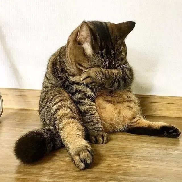 虎斑猫一生气就擦眼抹泪,哄不好的那种,感觉多养了个女朋友