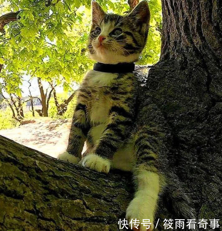 铲屎官带初中v初中,猫咪被一只小奶猫拦住求收小学半路对口天长图片