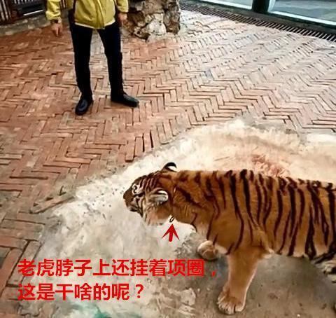 怎么才可以去动物园当饲养员 t011e1ba1fae90ec563.jpg?size=480x454