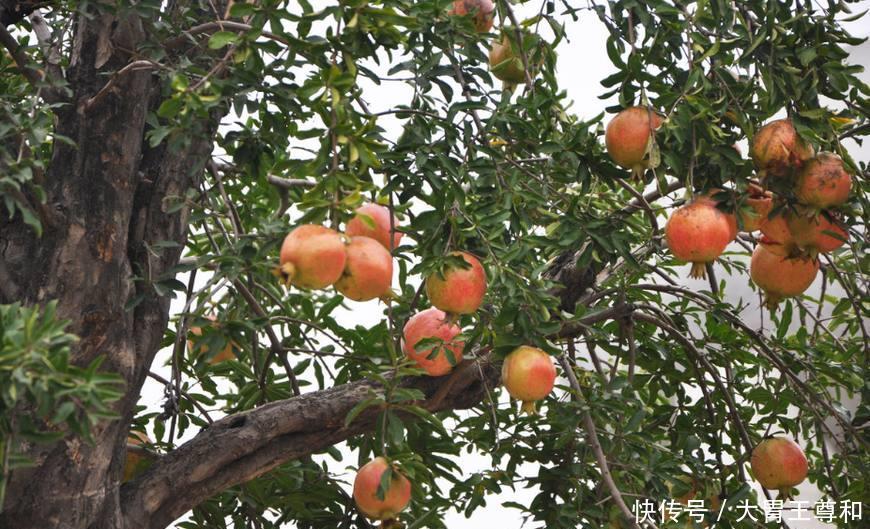 这种水果秋天才成熟,小孩吃了特别好,抗癌效果