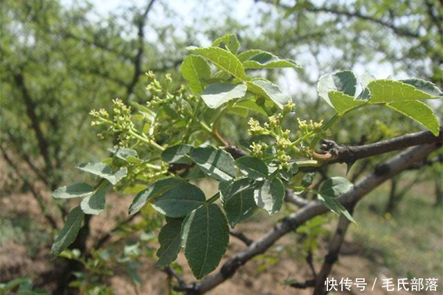 花椒树栽培技术|青花椒实用栽培技术之整形修