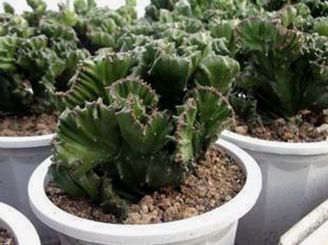 玉麒麟移植后黄叶了怎么办_360问答