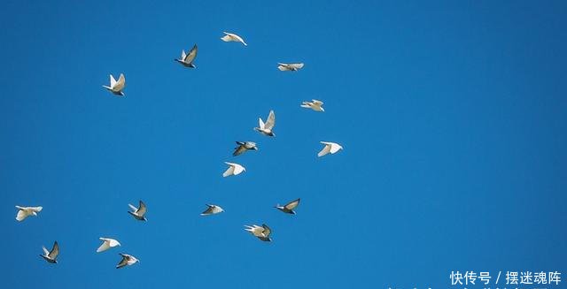 信鸽如何知道确切位置?中国军鸽穿越核爆蘑菇