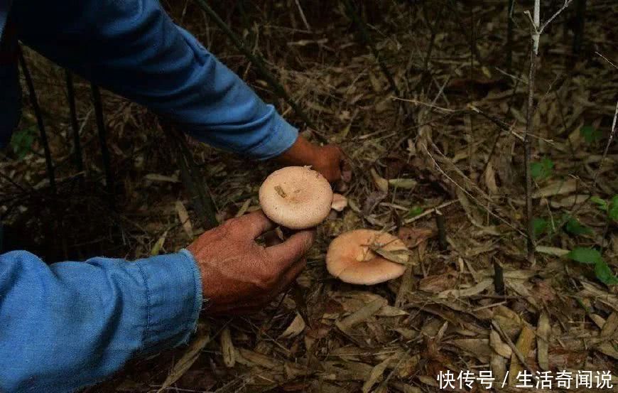 这一种野味一检几百斤，几十年前满山都是他，却无人问津