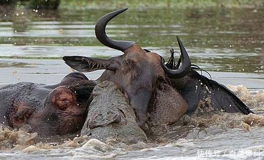 一河里鳄鱼大战母牛羚,紧急时刻,发生了意外的
