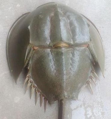 小伙等鱼等得无聊,看到淤泥里埋着一块石头,刚一碰就鲜血直流