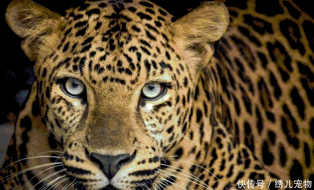 把30条比特犬放到非洲原始草原,它们能活多久