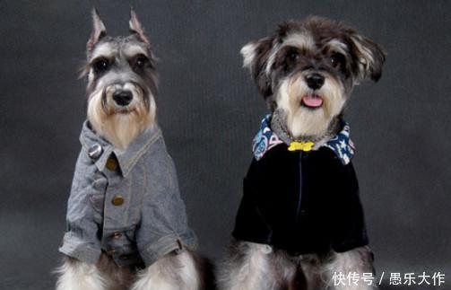 北方人最不喜欢养的4种犬,泰迪上榜,最后一种