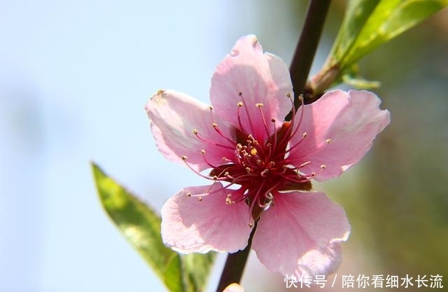阳春三月,踏春赏花--桃花节