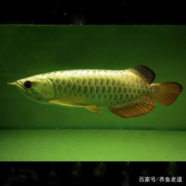 紅龍魚(yú)吃什么發(fā)色快（紅龍魚(yú)吃什么發(fā)色快一點(diǎn)）