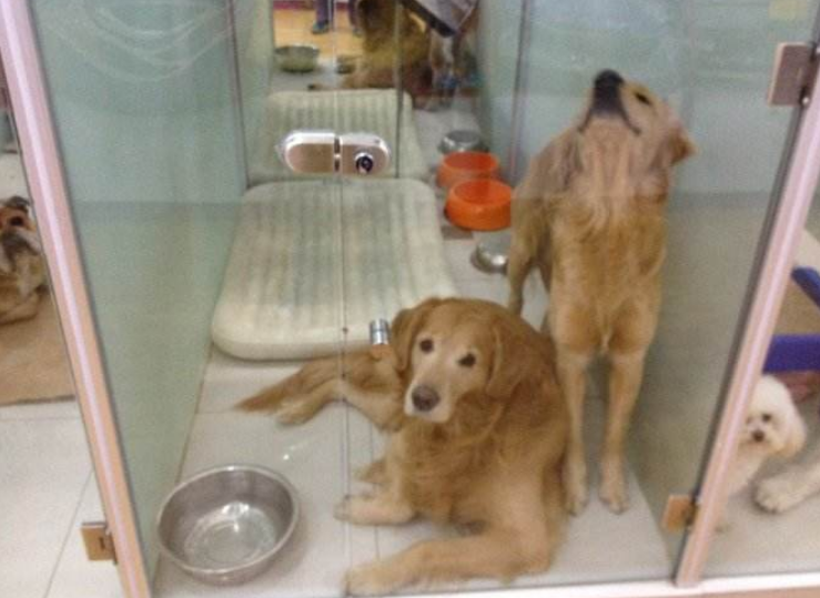 爱犬宠物店洗了个澡第二天就死亡,遭美容师猛