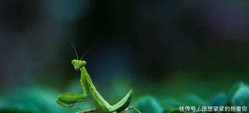 为什么螳螂碰到水,肚子里的寄生虫就会钻出来