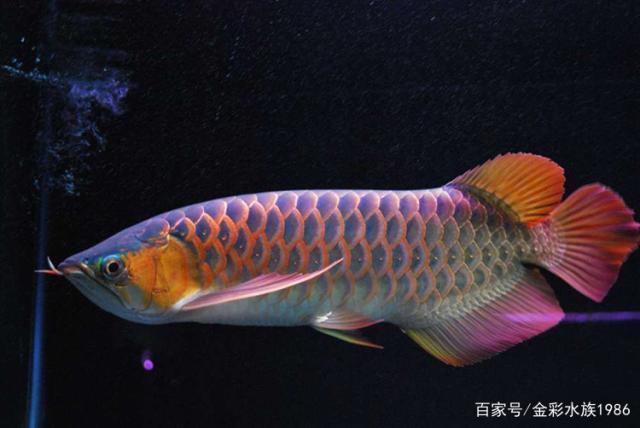 家里擺魚缸的風(fēng)水講究圖片（家里擺魚缸的風(fēng)水講究圖片大全）