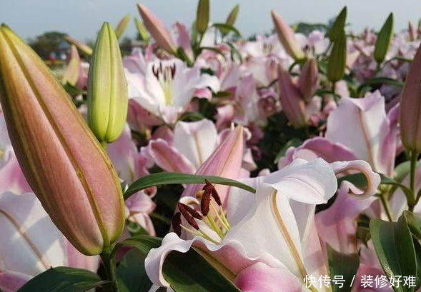 香水百合总是养不好,试试这几个小方法
