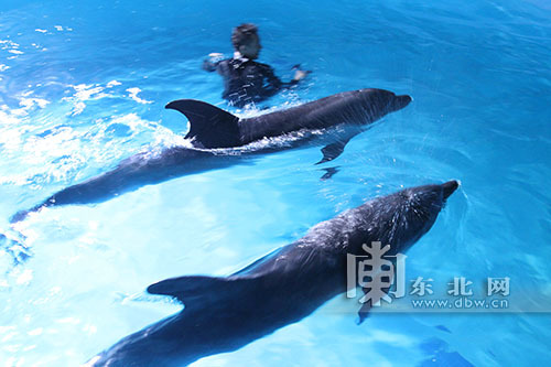 两只海豚同时出水.东北网记者 郑通 摄