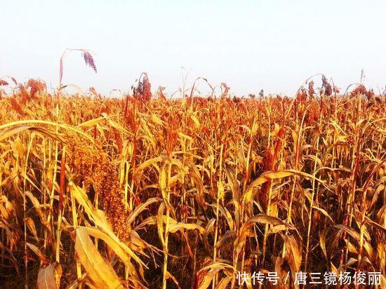 粮食v粮食卷轴:红高粱酒是教程的?5上古技术安装mod红色图片