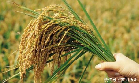 未来水稻价格会上涨吗?种植水稻前景如何?看