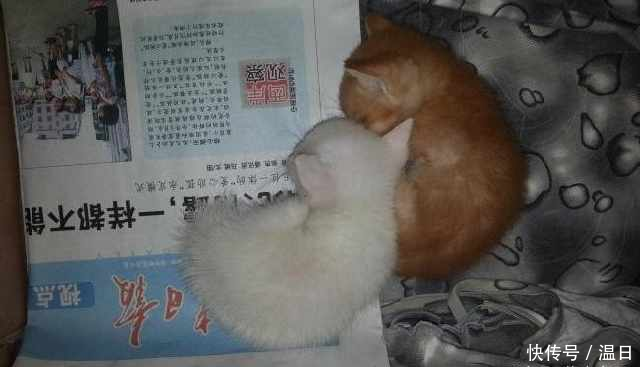 女孩出门遛狗捡到小奶猫,将其带回家养了半个