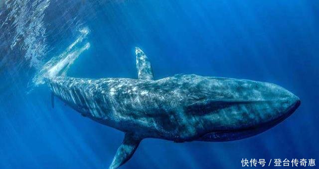 当虎鲸遇上抹香鲸,大白鲨,谁会捕杀谁虎鲸为什