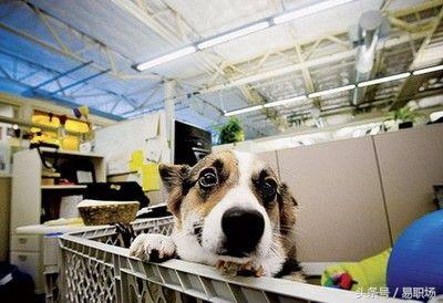 当谷歌员工允许带宠物上班,员工行为规范考核