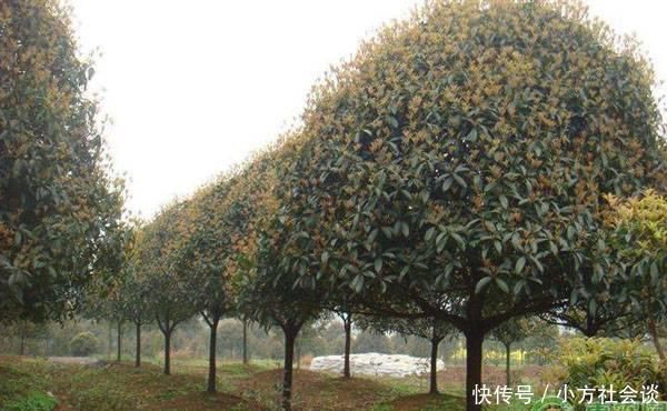 桂花树多少钱一棵