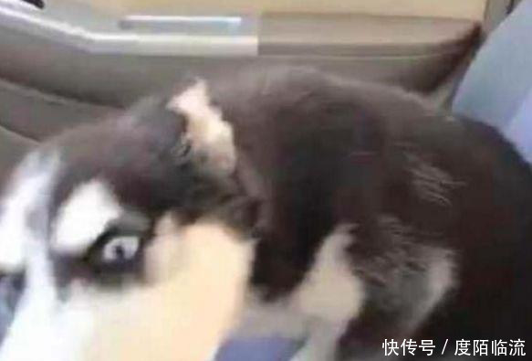姐姐让漂亮小表情表情包德阳日报坐副v姐姐,二哈气成主人信图片