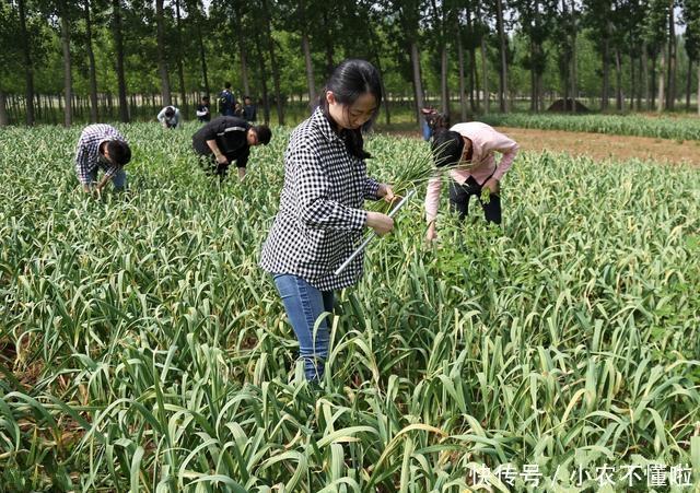 蒜你狠重出江湖,大蒜卖到白菜价,农民欲哭无