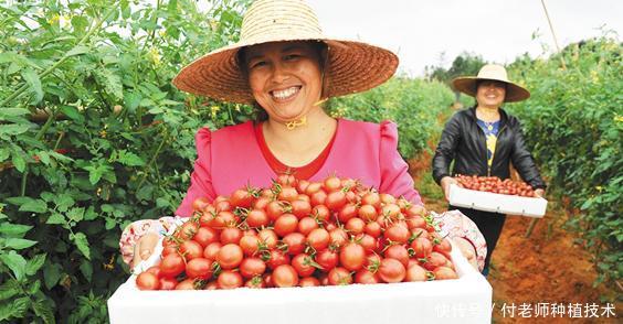 这样种出来的番茄，1斤卖到15元，口感非常好！