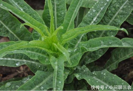 6月梅雨季湿气重,多吃这些农村野菜可有效帮你