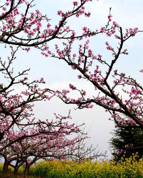 2018嵩县·陆浑湖桃花节开幕 阳春三月陆浑桃花成海 千人鱼宴趣味