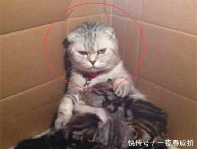 母猫生了一窝猫宝宝,母猫喂奶时的表情亮了,母