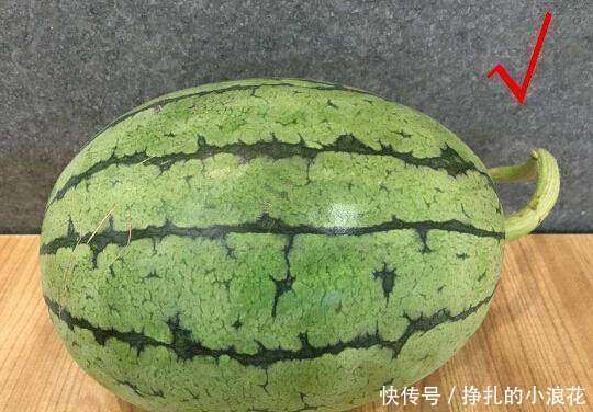 西瓜分公母,母的最甜!教你简单3个窍门,轻松挑出香甜的母瓜
