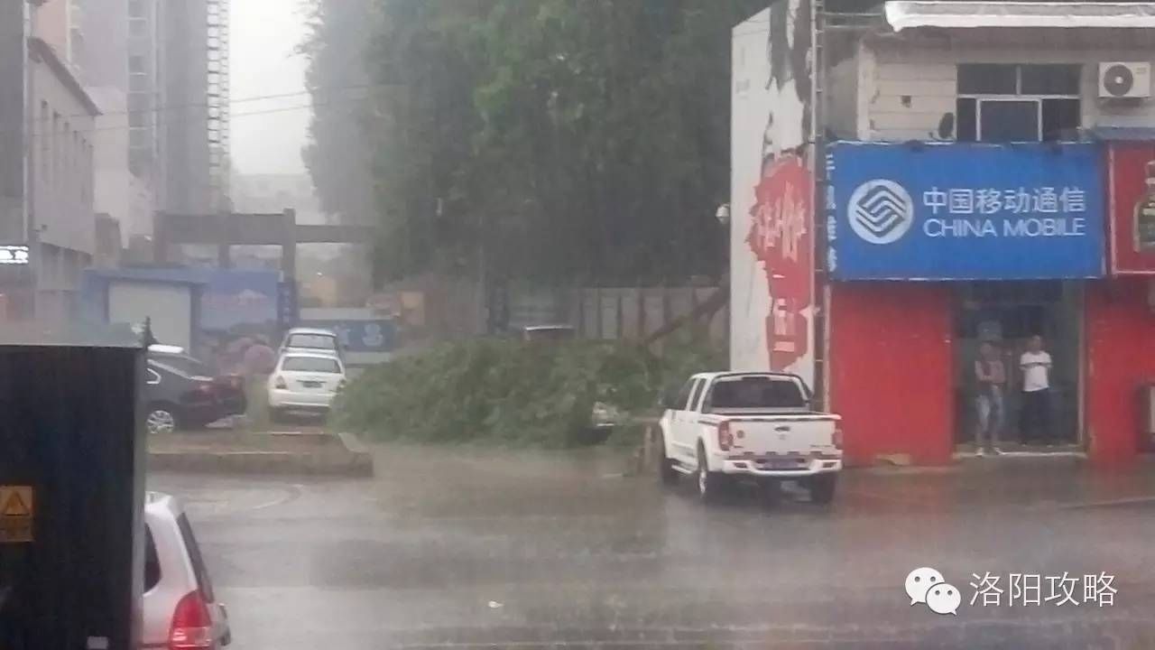 洛阳突下冰雹伴随大雨,青岛路一棵大树倒下拦