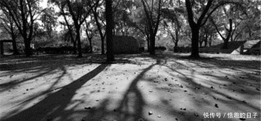 邳州gdp_邳州银杏时光隧道(3)