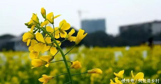 我辛苦种地搞科研,你开心偷菜家里搬,岂有此理