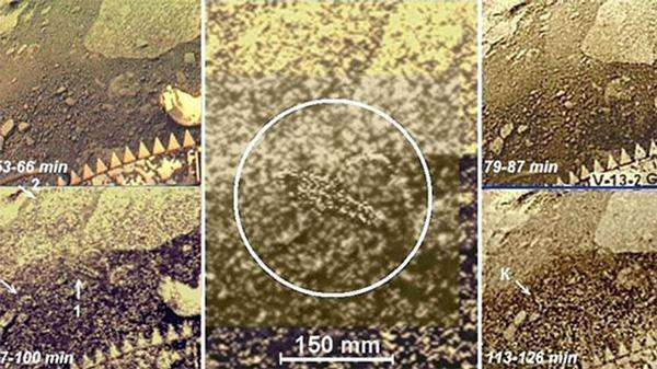 科学家认为, 金星上可能有外星生物