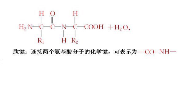 氨基酸缩聚反应方程式_360问答