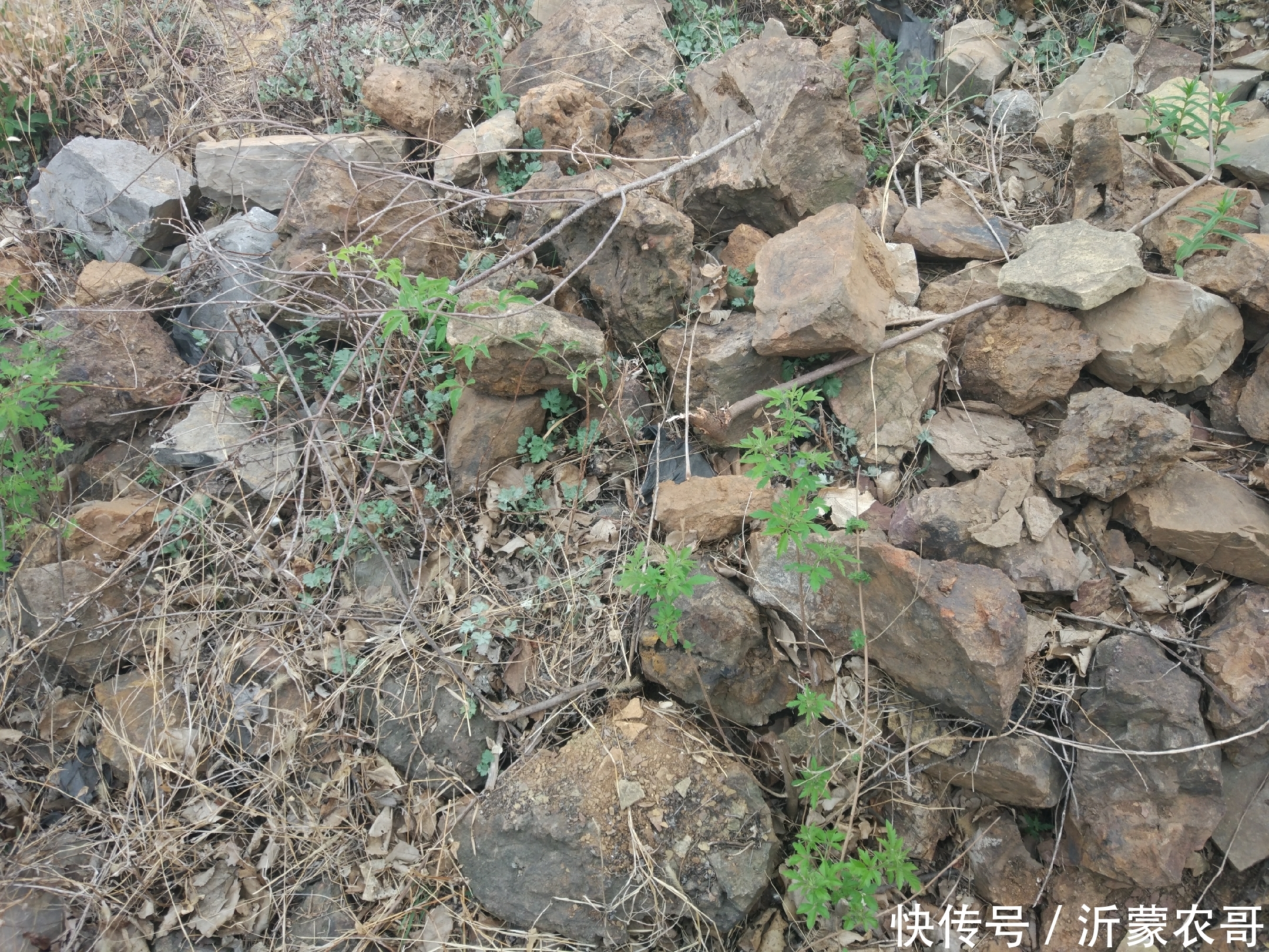 20年前这里开采过铁矿石,现在已经变成果园,结出的水果适合补铁