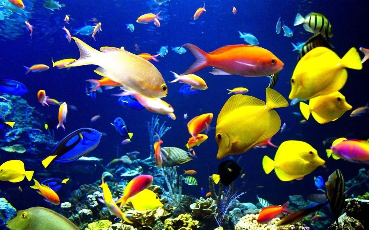 3d水族馆鱼类和植物