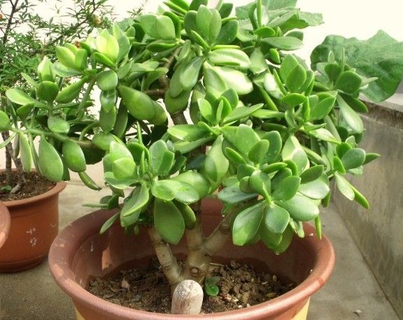 这是什么植物 有毒吗_360问答