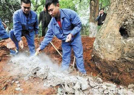 农村百年老树一夜之间纷纷倒下，村民不解，将树底挖开后傻眼了