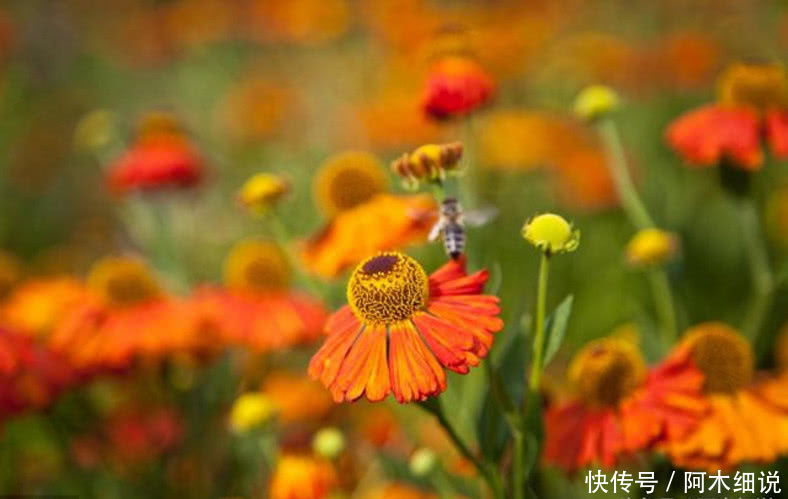 3生肖踩到狗屎运,顺风顺水,事业昌隆,横财年年有,6月特别多