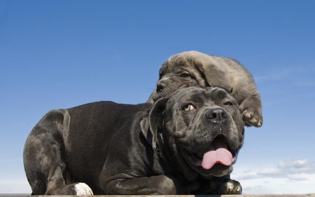护卫犬排名_卡斯罗护卫犬