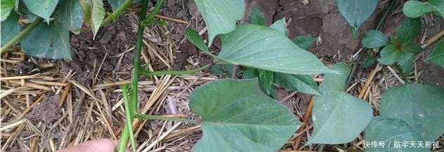 种红薯该如何去种植,很多人都不知道,原来竟是