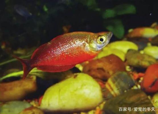 彩虹雷龍魚怎么配對(duì)（彩虹雷龍魚怎么配對(duì)成穩(wěn)定對(duì)魚）