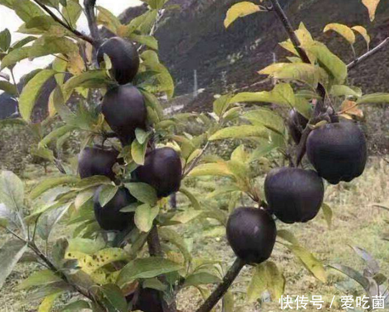 大爷种黑苹果,8年结果,平均每个100元,咬一口里